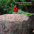 Backyard Bird & Wildlife Feeding Station