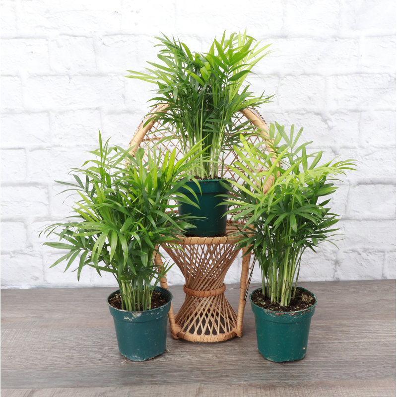 Live Parlor Palm Plant Set