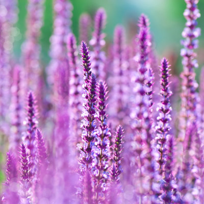Perennial Sage - Wrapped Canvas Print