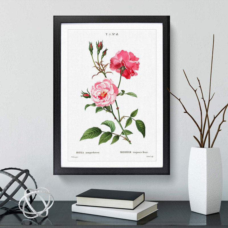 Ever-blowing Pink Roses by Pierre-Joseph Redoute - Framed Print, 48cm H x 36cm W x 2cm D, Black Framed