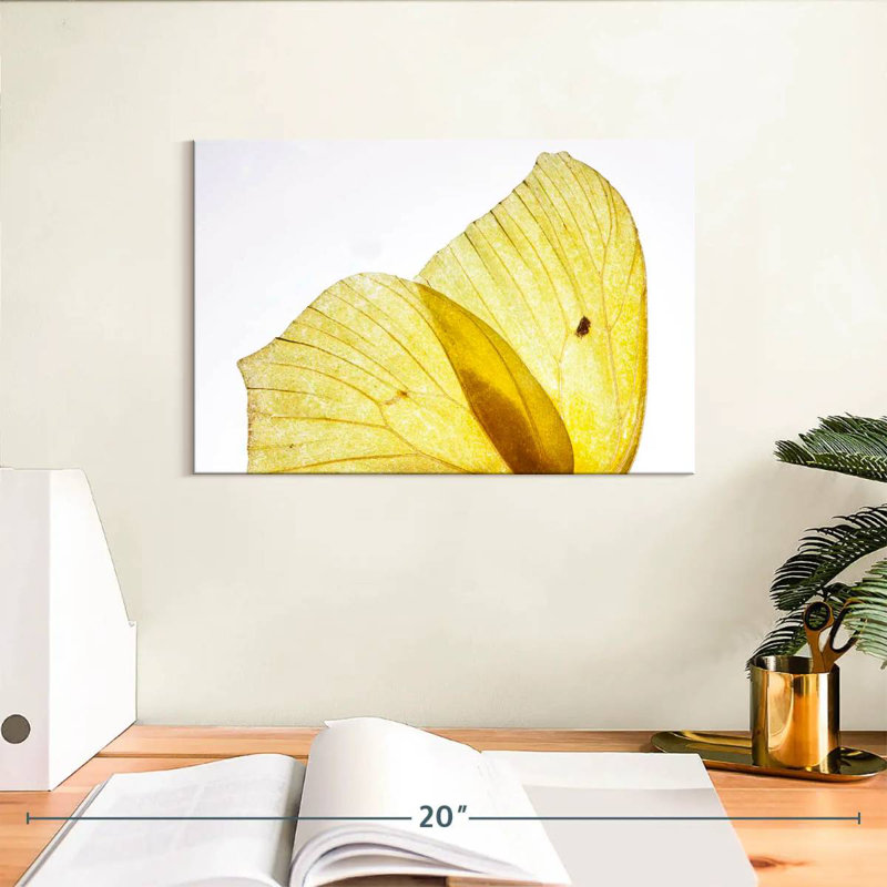 Ailes de papillon Brampt jaune doré, H 8 po x l 12 po
