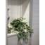 Jenner 11'' Faux Ivy Plant in Glass Vase