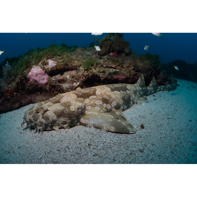Clarita Spotted Wobbegong Shark - Wrapped Canvas Print, 51cm H x 76cm W x 3.8cm D