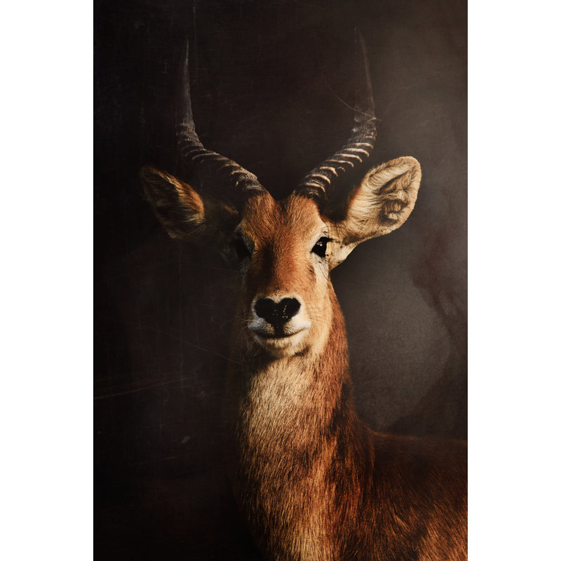 Wrapped Canvas Print, 60.96 cm H x 91.44 cm W