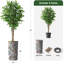 75 plantes-97992056