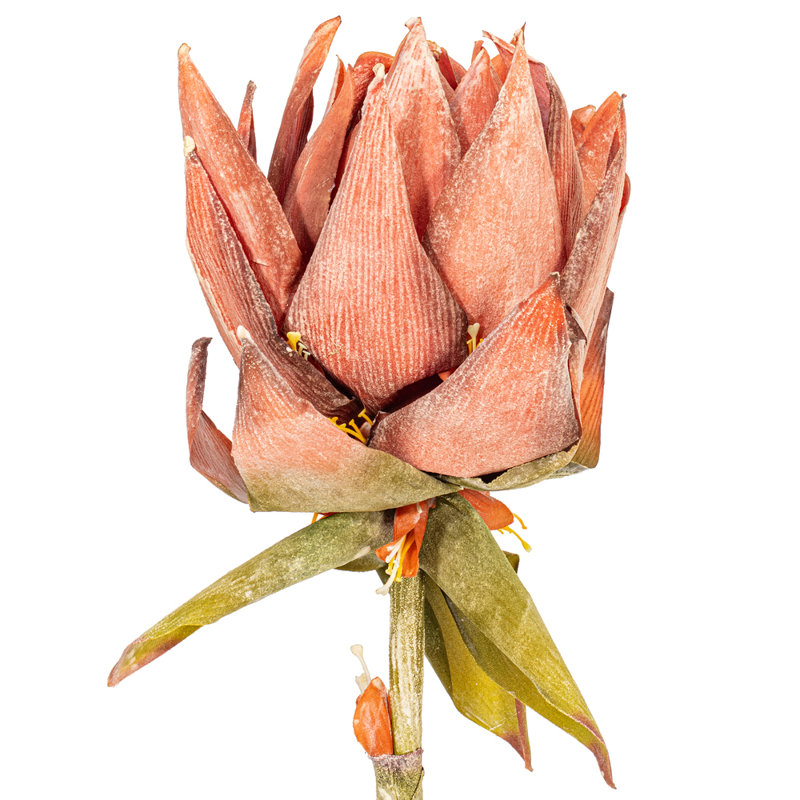 Vickerman Dea Protea Stem, 2 par sac, 37 plantes, Rouge