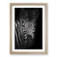 Zebra in the Shadows in Abstract - Picture Frame Graphic Art Print-55774145-55774147