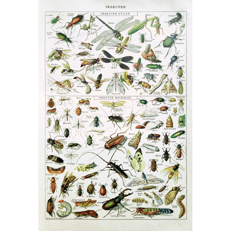 19Th Century Insects by Gwengoat - Wrapped Canvas Print, 46cm H x 30cm W