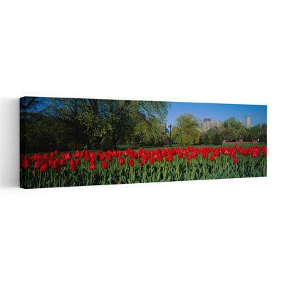 Tulips in a garden Boston Public Garden Boston Massachusetts USA 1 Piece Wrapped Canvas Panoramic Wall Art