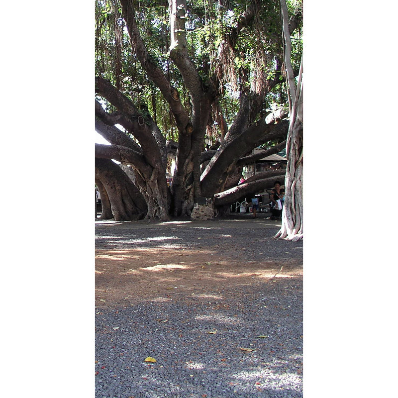Banyan 1000 Year Hawaii 36 "carton debout