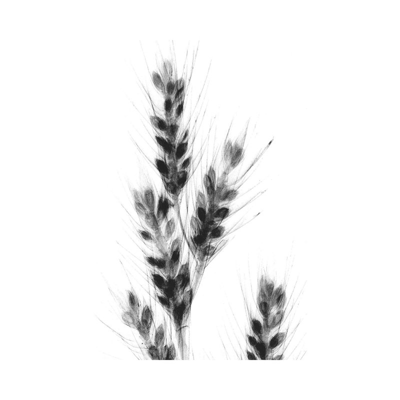 Bunches Of Oats by Albert Koetsier - Gallery-Wrapped Canvas Giclée on Canvas, 18" H x 12" W, Wrapped Canvas
