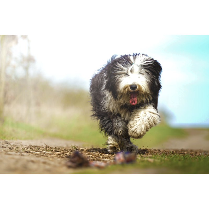 " English Sheepdog Dog " by Carmelka, 8" H x 12" W  