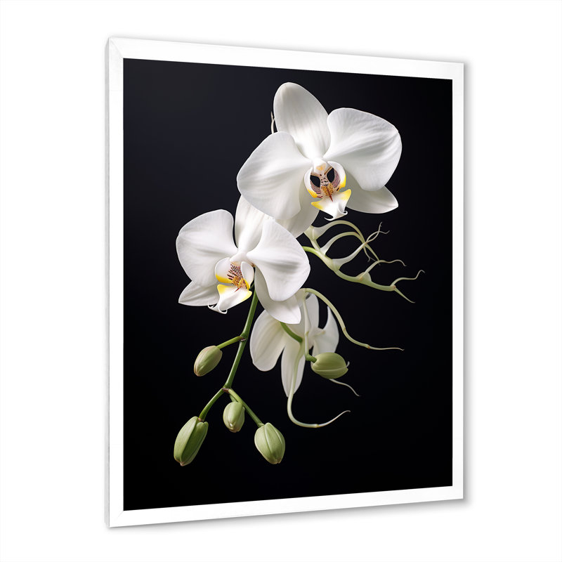 Black White Orchid Delicate Orchid - Print, 40" H x 30" W x 1.5" D, White Single Picture Framed