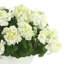 UV Protected Geranium Arrangement In Oblong Vase