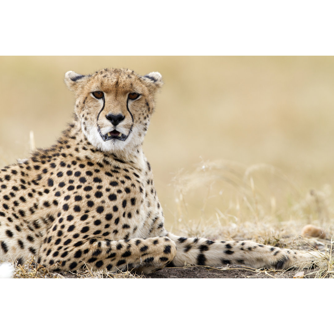 Cheetah Resting by Angelika - Kunstdrucke auf Leinwand