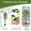 Plante 63 po
