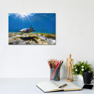 Waimea Turtle Glide by Sean Davey - Wrapped Canvas Gallery-Wrapped Canvas Giclée
