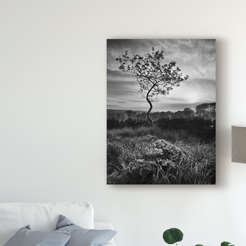 « courbéed tree », reproduction de photo sur toile tendue, H 19 po x l 14 po x P 2 po