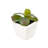 2'' Faux Cactus Succulent in Glass Pot