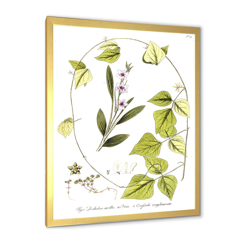 Vintage Botanicals XXI - Peinture sur toile, H 20 po x l 12 po x P 1po, Cadre doré