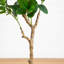 7 pi Ficus Audrey artificiel-1619356194