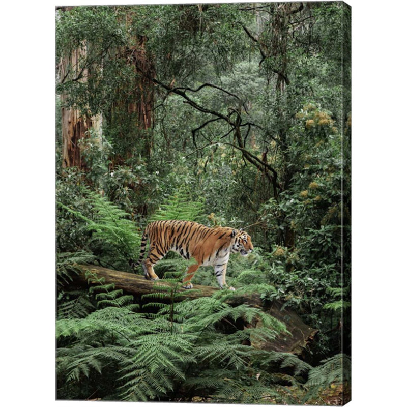 «In The Jungle» par Pangea Images, art mural sur toile