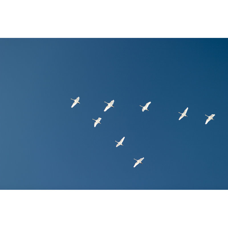 Swans Flying In Formation by Ayimages - Wrapped Canvas Print, 20cm H x 30cm W
