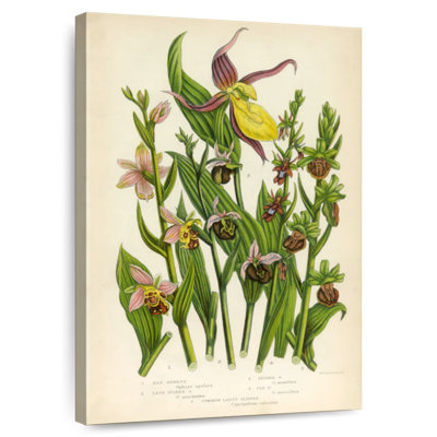 Orchidées sauvages Keiri