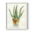 Succulent IV Framed Print - Solid Wood-1904633929-1904633926