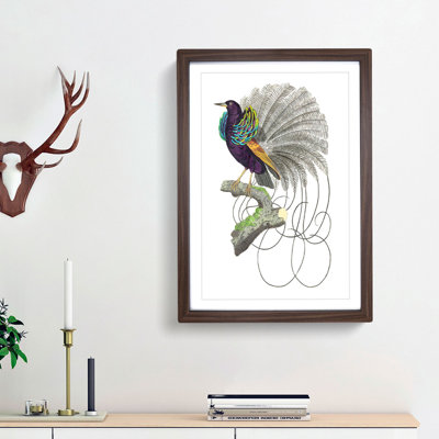 Vaillantian Paradise-Bird by George Shaw - Framed Print