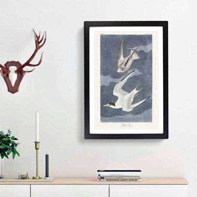 Lesser Tern Birds by John Audubon - Framed Print