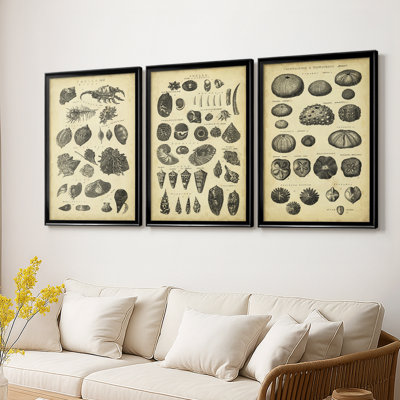 Étude de coquillages I - Toile tendue avec châssis, 3 pièces