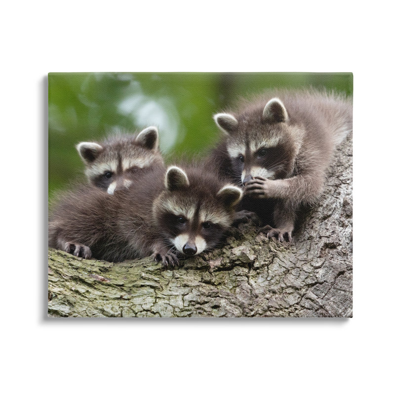 «Raccoon Babies In Tree» par Jan Piecha, H 36 po x l 48 po x P 1,5 po
