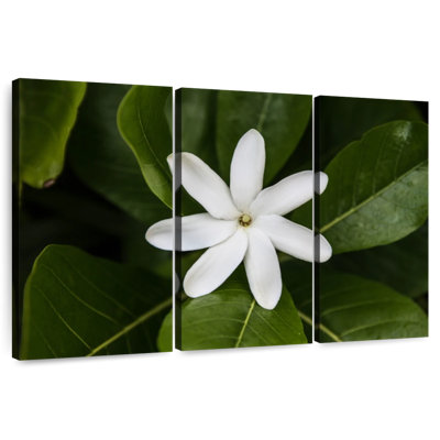 Fleur de jasmin Harnek