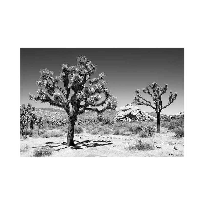 Black Arizona Series - Famous Joshua Trees - Wrapped Canvas Print, 20.32 cm H x 30.48 cm W