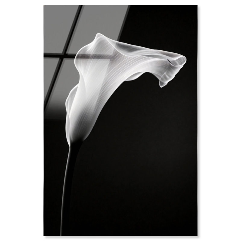 Calla Lily II by Oliver Gal, High-Gloss Acrylic Print, 24"H x 36"W