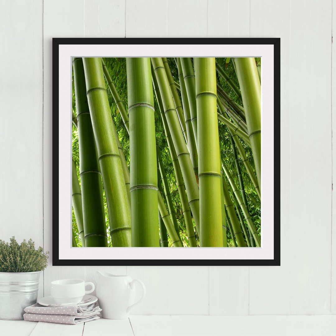 Gerahmtes Poster Bamboo Trees