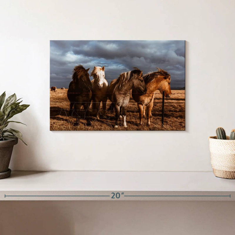 Poney Brampt Islande