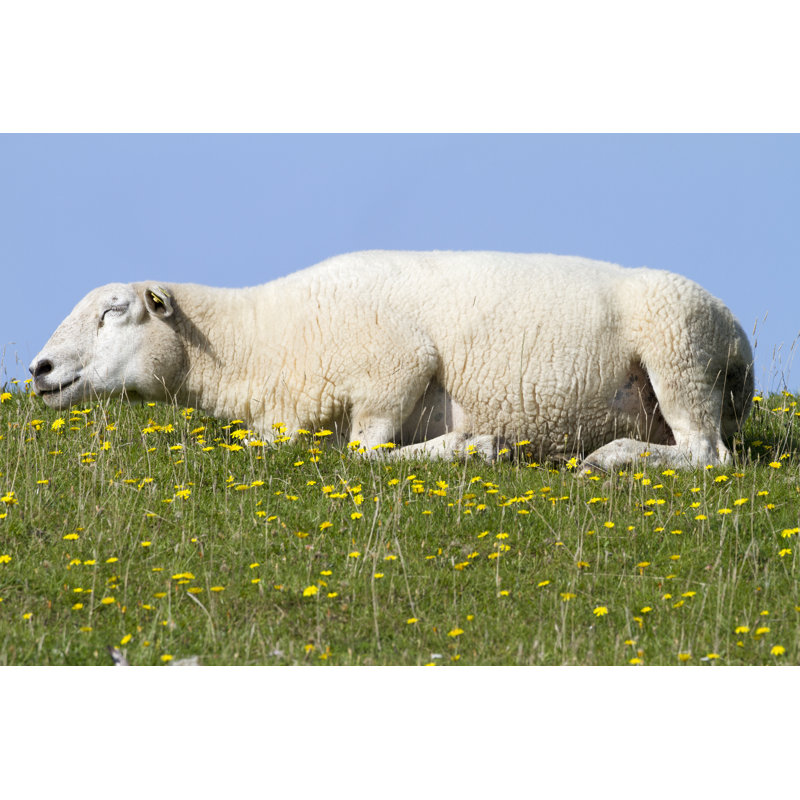 «Sleeping Sheep in the Sun» par Angelika, H 24 po x l 36 po