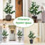 90cm Plant