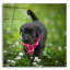 «Black Lab Pup 3» par Jonathan Ross-314093028