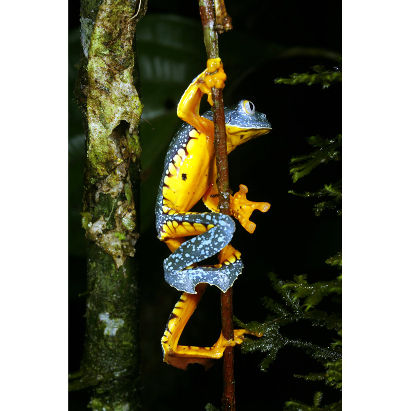 Amazon Leaf Frog by Atelopus - Wrapped Canvas Print, 46cm H x 30cm W