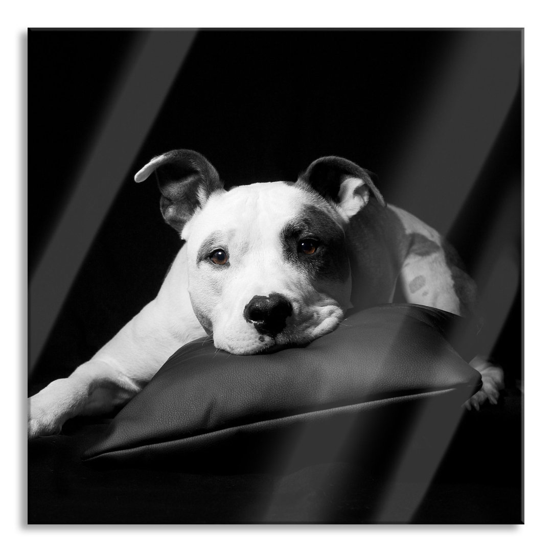 Glasbild American Staffordshire auf Kissen