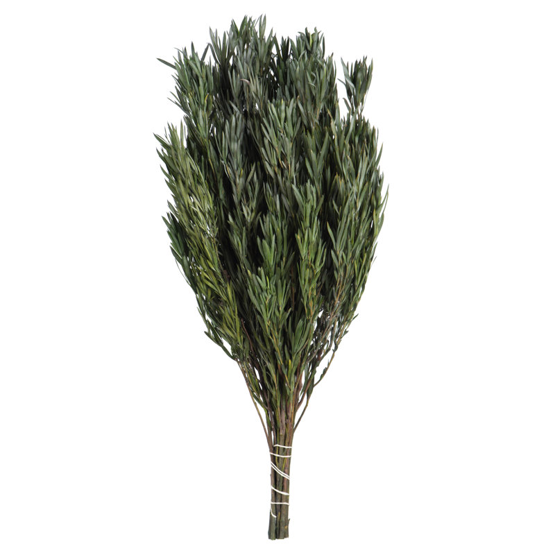 Salignum vert de 12 po Primrue, mâle, comprend 6 à 7 oz par paquet, séché