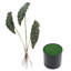 62.5cm Faux Elephant Ear Plant in Pot