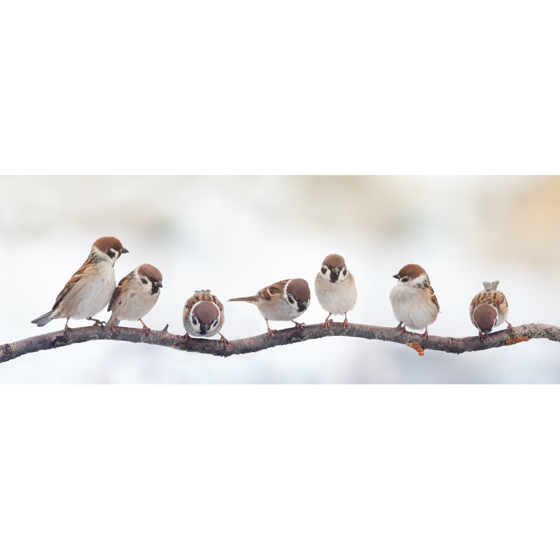 Oiseaux bruns sur une branche brune, H 24 po x l 48 po x P 1,5 po