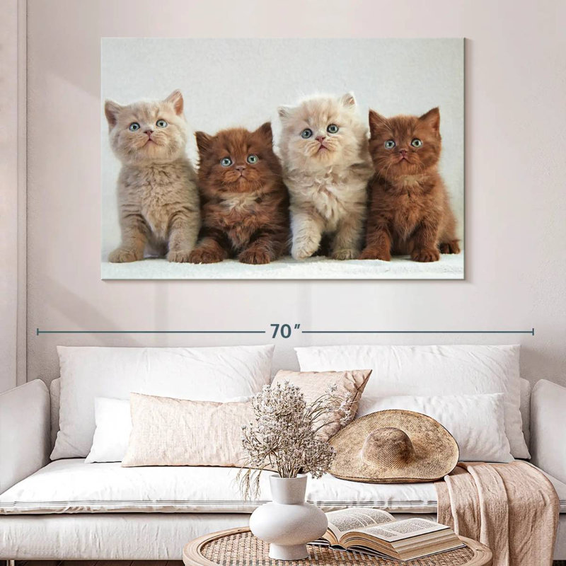 Chats British Shorthair, H 34 po x l 51 po