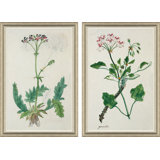The Gordon African Collection: Plants, Robert Jacob Gordon, 1777-1786 Giclee Print by Robert Jacob Gordon