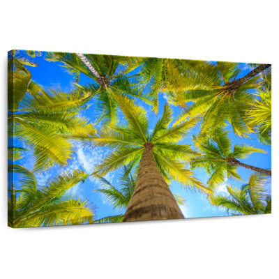 Coconut Trees In Mexico