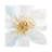 Contemporary Clematis Gray by Danhui Nai - Wrapped Canvas Gallery-Wrapped Canvas Giclée-688753443